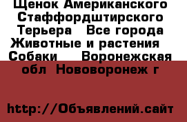 Щенок Американского Стаффордштирского Терьера - Все города Животные и растения » Собаки   . Воронежская обл.,Нововоронеж г.